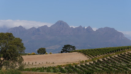 Fototapeta na wymiar Beautiful south african vineyard landscpae with mountains in background
