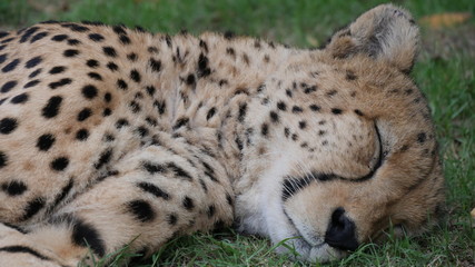 Sleeping cheetah with grass in background