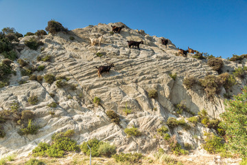 Fototapeta na wymiar Rural landscape of Sithonia peninsula, Chalkidiki, Central Macedonia, Greece