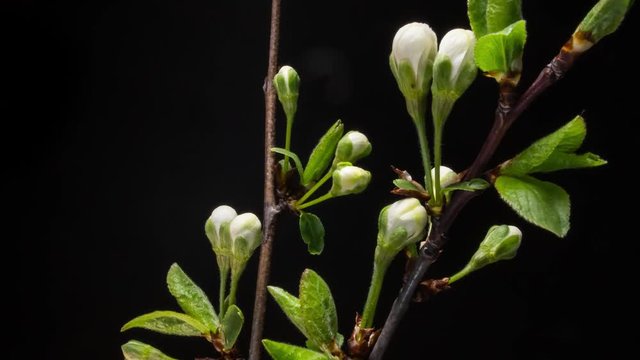 Time lapse of Flowering wite flowers on a black background. Close up. 4K