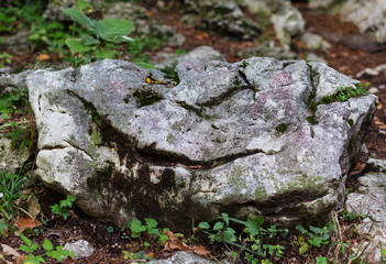 Stone with a grinning face in the mountains near the Lago-Naki Plateau in Adygea, Russia