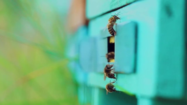Honey bees swarming and flying around their beehive. Apiary concept. Slow motion