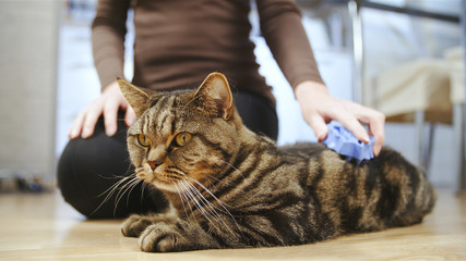 Person grooming tabby cat with a brush
