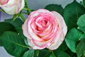 Naklejka premium white rose with red and pink edges on a gray background