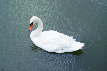 white Swan swims in the lake 