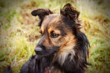 Abandoned homeless dog seating on the dry grass