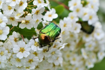 Käfer auf Blüte