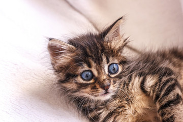 Beautiful fluffy tabby kitten with big blue eyes