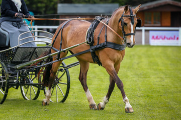 Horse ponies (coach horses) hooked in front of the coach in a driving competition..