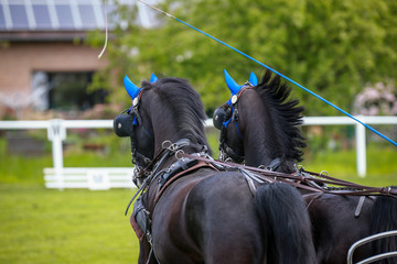 Horse ponies (coach horses) hooked in front of the coach in a driving competition..