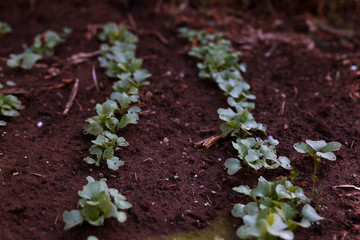 Agricultural radish field. Gardening background with green radish plants