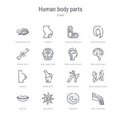 set of 16 human body parts concept vector line icons such as ball of the knee, basophil, big cellule, big lips, blood supply system, blood vessel, bones joint, bosom. 64x64 thin stroke icons