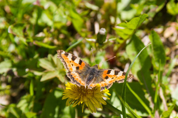 beautiful butterfly on a dandelion flower