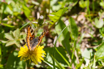 butterfly on a dandelion flower