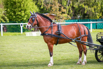 Horse ponies (coach horses) hooked in front of the coach in a driving competition..