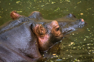 Hippopotamus floating in water