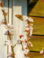 Flowering apricot branch. In the background, a blurred wooden wall and a butterfly basking in the sun