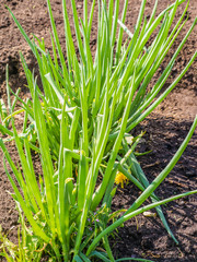 Fototapeta premium Onions batunovy grown in an open ground. This is a perennial plant, giving a rich harvest of greenery