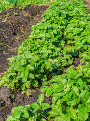 Strawberries in the beds, growing in open ground. It is one of the most beloved and sought-after crops worldwide
