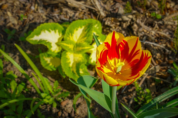 Obraz na płótnie Canvas Red and yellow tulip. Flower facing the spring sun
