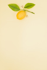 Top view lemon in a branch