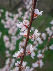 Flowering apricot branch. White flowers on a dark green background