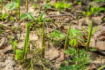 Lilies of the valley will bloom here. In the forest appeared shoots, sprouts of May flowers - white lily of the valley