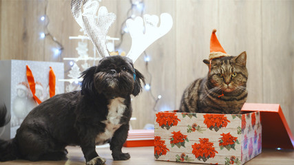 Cute dog and cat in Christmas spirit