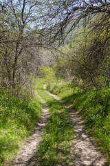 Fototapeta na wymiar country dirt road running along trees in spring