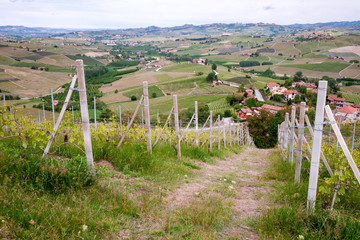 Fototapeta na wymiar Langhe hills vineyards landscape. Viticulture in Barolo, Piedmont, Italy, Unesco heritage. Barolo, Nebbiolo, Dolcetto, Barbaresco red wine.