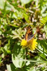 Fototapeta premium beautiful butterfly on a dandelion flower