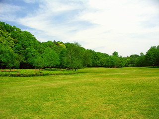 Fototapeta na wymiar 初夏の草原と林風景