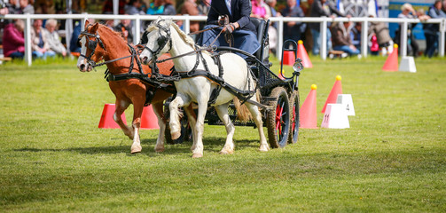 Horse ponies (coach horses) hooked in front of the coach in a driving competition..