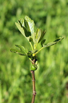 Branch of Fig tree or Ficus carica or Common fig with small fresh figs starting to mature on warm sun and young light green leaves in local garden on warm sunny spring day