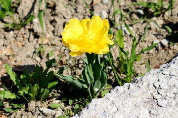 Bright yellow tulip with dark green elongated pointy leaves planted in local garden next to concrete steps on warm sunny spring day