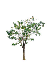 Ratchapruek tree on white background