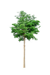 Tree on a white background