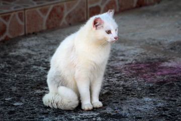 Fototapeta na wymiar Cute domestic pure white cat calmly sitting on stone foundation and curiously looking in distance on warm sunny spring day