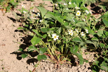Densely planted Strawberry or Garden strawberry plant with pure white flowers surrounded with green leaves and dry soil planted in local garden on warm sunny spring day