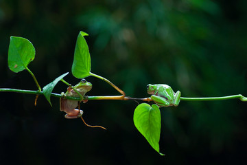 macro closeup of two green forest tree frog hanging on a branch