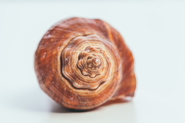 Sea shell on white background