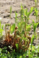 Fern vascular plants in various stages of development from small to fully grown surrounded with other plants in local garden on warm sunny spring day
