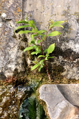 Fresh young tree growing from small patch of ground on top of old stone fountain surrounded with stone and wet green moss on warm sunny spring day