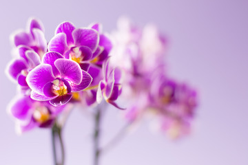 Fototapeta na wymiar Beautiful purple orchid flowers on light purple background - text space