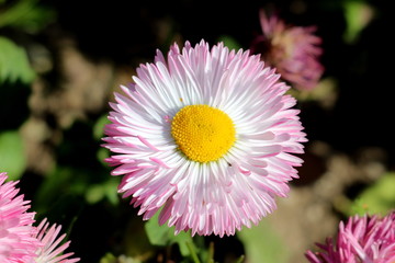 Obraz premium Fully open blooming Common daisy or Bellis perennis or English daisy or Meadow daisy or Lawn daisy herbaceous perennial plant with large white and pink pompon like flower with yellow center planted in