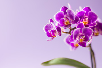 Beautiful purple orchid flower with one leaf on light purple background - text space