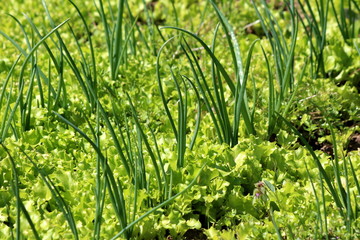 Green onions or Scallions or Spring onions or Salad onions growing between densely planted lettuce in local garden on warm sunny spring day