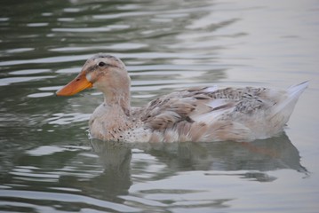 Canard