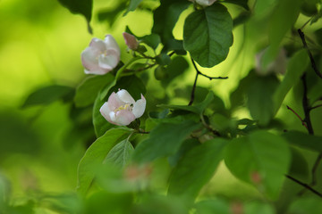 Beautiful apple tree branch with sun