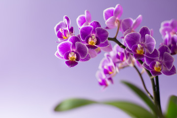 Beautiful purple orchid flowers with green leaves on light purple background - text space
